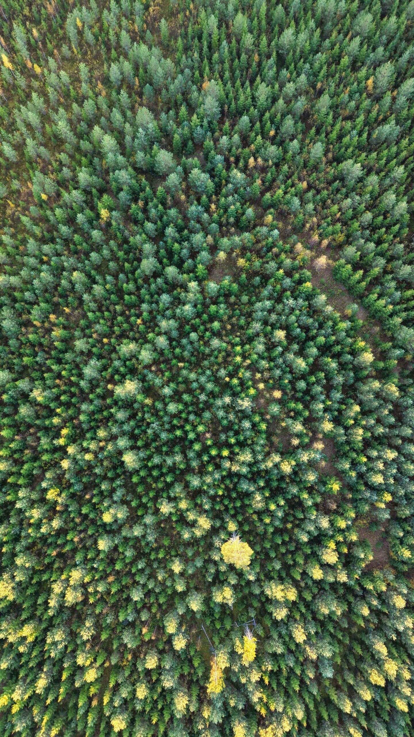 vihreä metsä, sekametsä